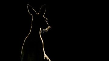 Western Grey kangaroo (Macropus fuliginosus) is a common kangaroo, found across the southern part of Australia.